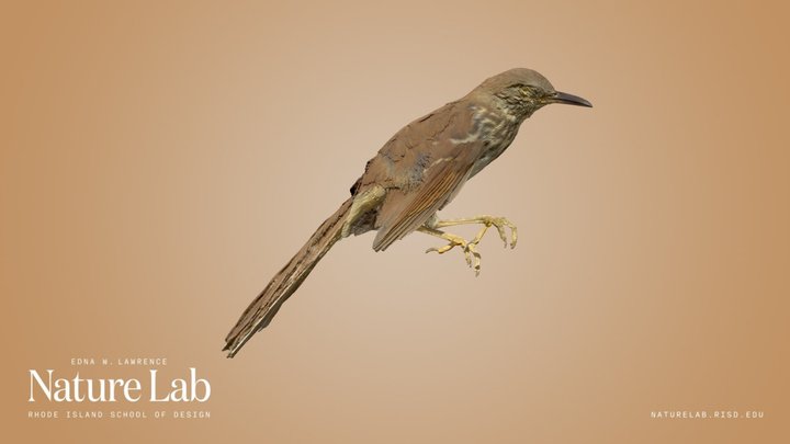 Long-billed Thrasher – Free 3D Model STL