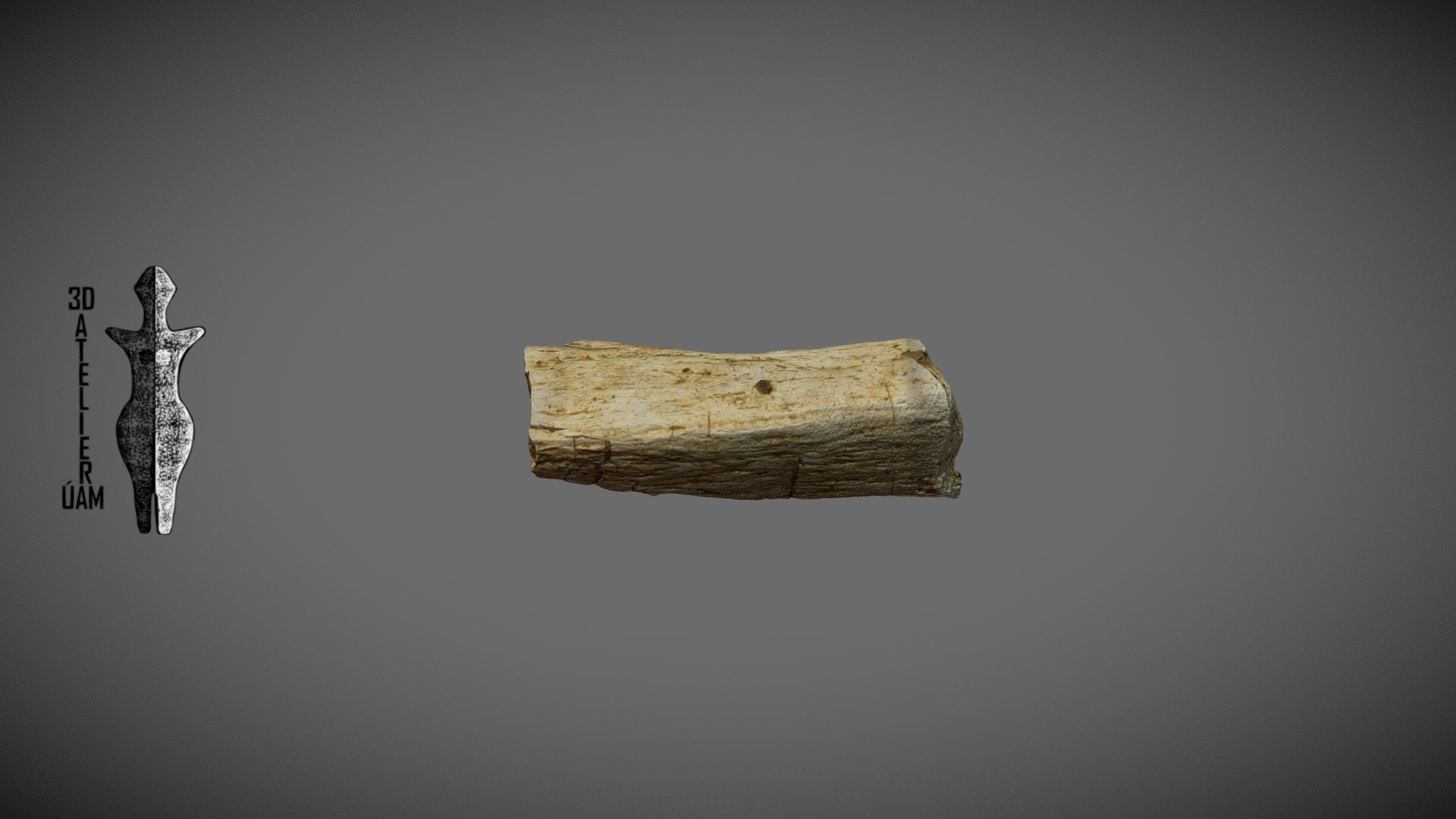 PRASL_H31_tibia - 3D model by 3D atelier ÚAM (@vojtanosek) [9144676 ...