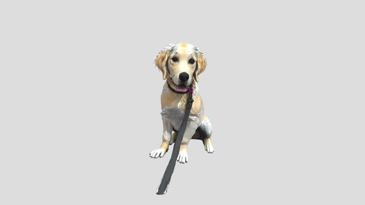 Noa the Golden Retriever