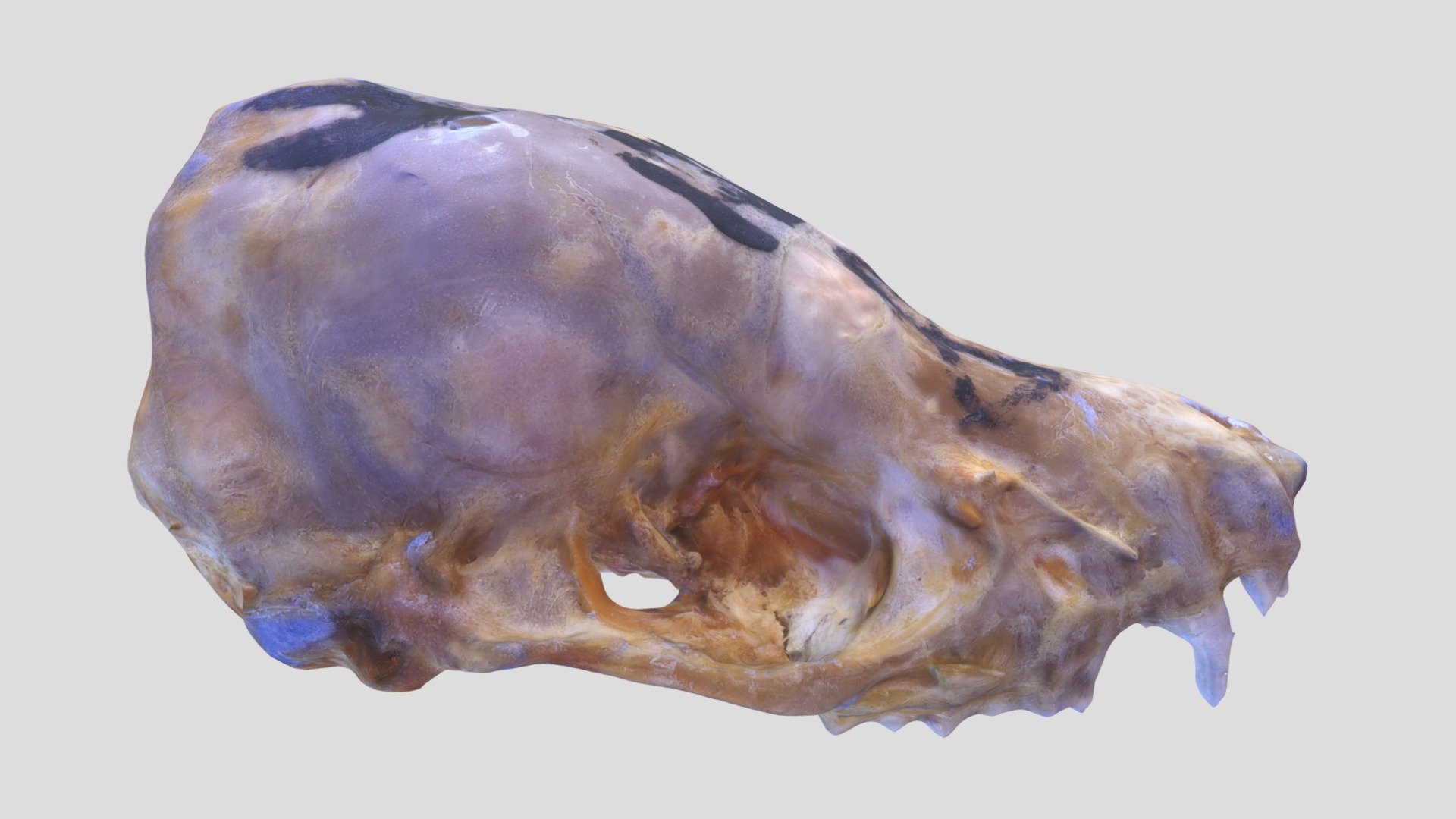UWYMV:Mamm:127, Pipistrellus subflavus, Crania — Sketchfab embed 3D viewer