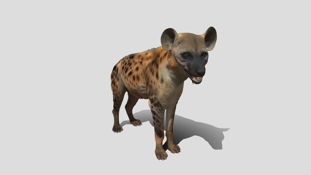 Spotted Hyena