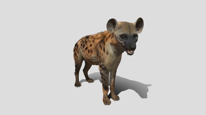 Spotted Hyena 3D Model