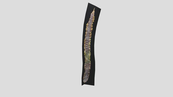 Seaweed_Export 3D Model