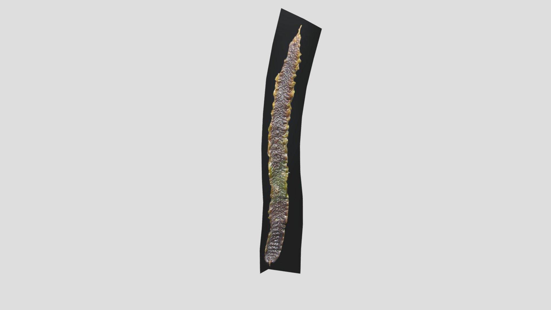 Seaweed_Export