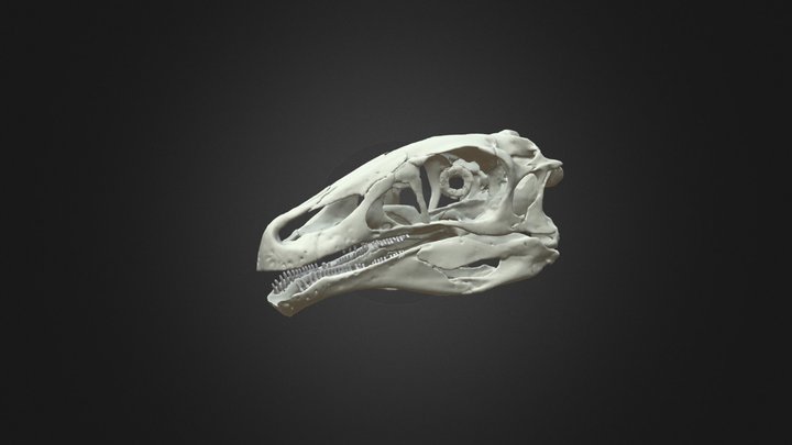 Erlikosaurus andrewsi digitally restored skull 3D Model