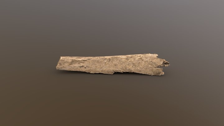 Dead Sabal Palm Stalk - Photogrammetry Scan