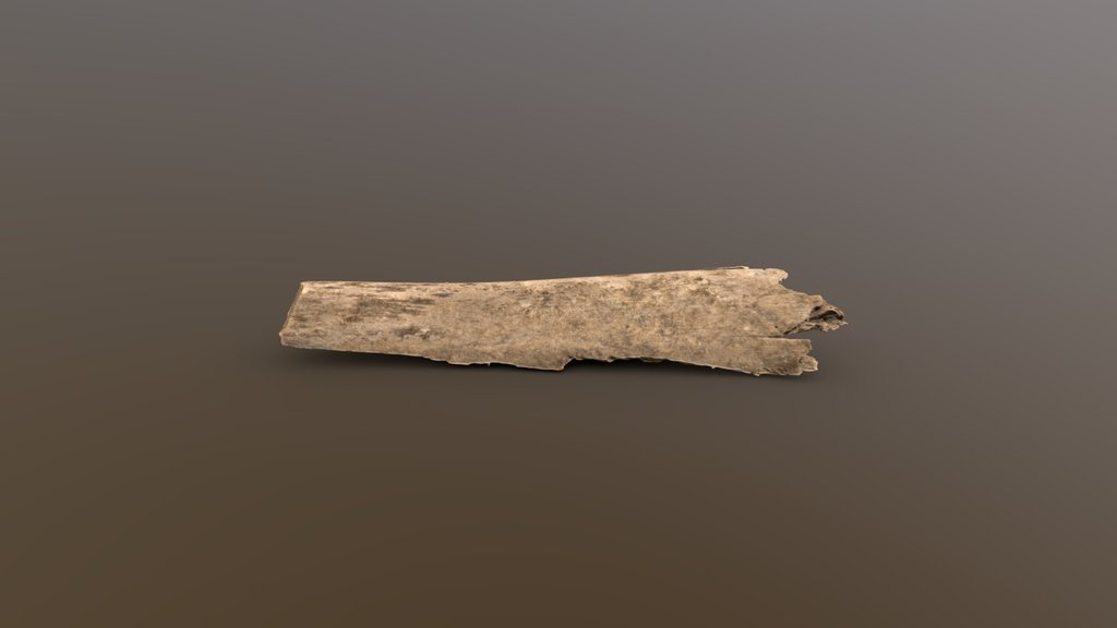 Dead Sabal Palm Stalk - Photogrammetry Scan