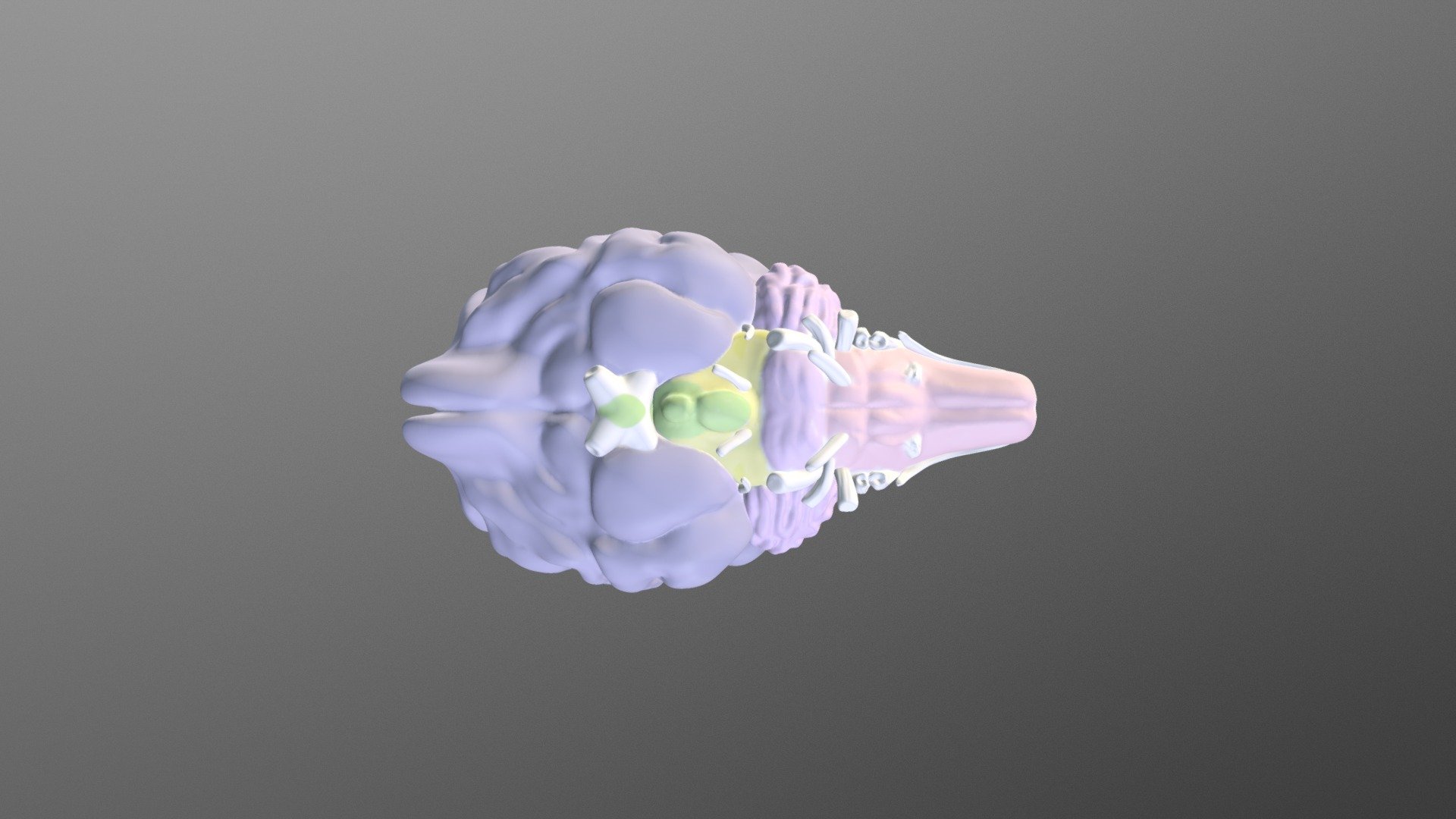 Sheep Brain - Download Free 3D model by Ana Rosas (@AnaRosas) [9159e2a ...