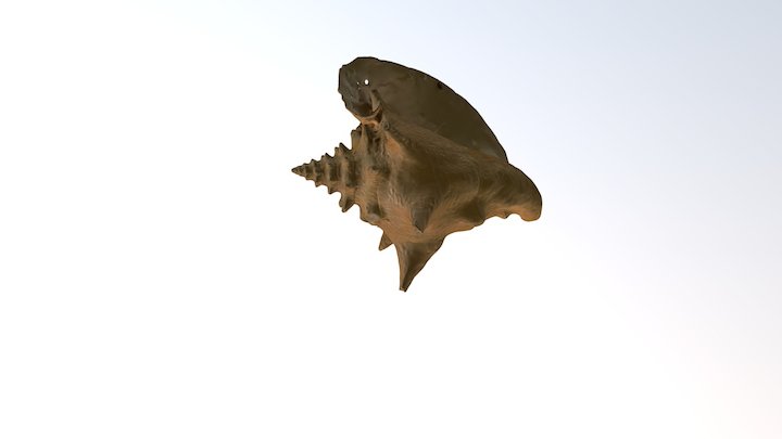 Seashell 3D Model