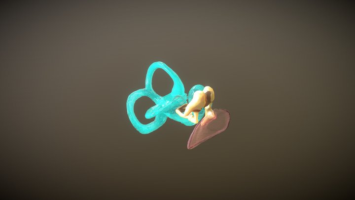 Inner and Middle ear 3D Model