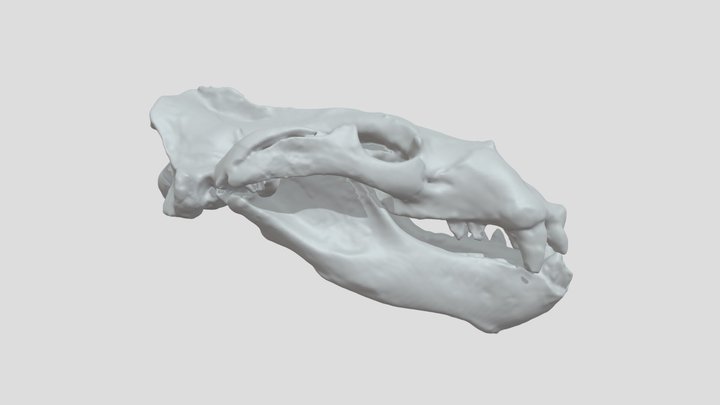 Titanotaria orangensis skull and jaws OCPC 11141 3D Model