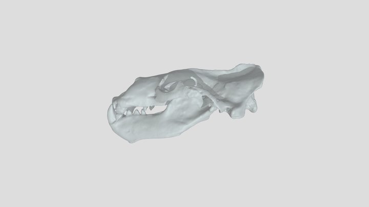 Titanotaria orangensis skull and jaws OCPC 11141 3D Model