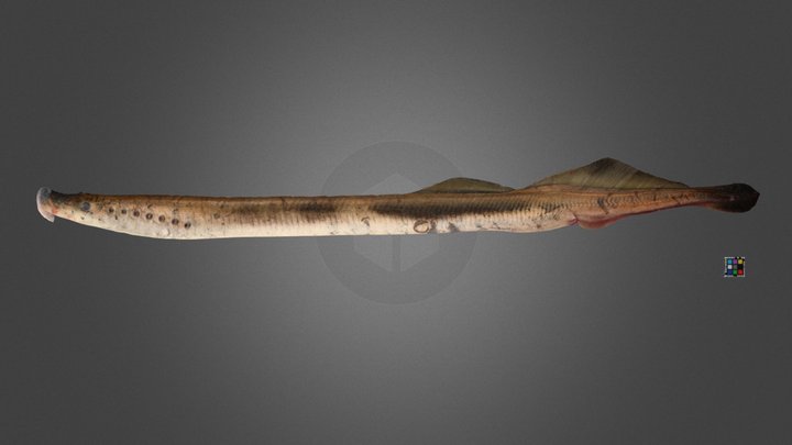 Lamprey 3D models - Sketchfab