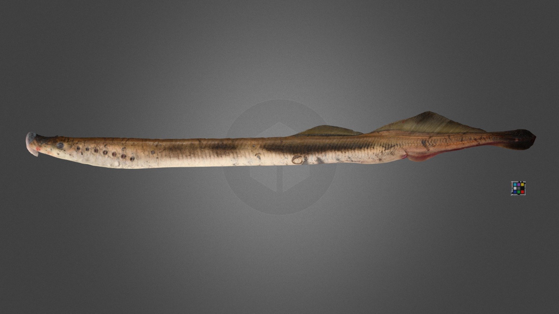 カワヤツメ Pacific Lamprey Eel, Lethenteron japonicum Download Free 3D