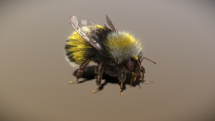 BumbleBee Rigged PBR 3D Model