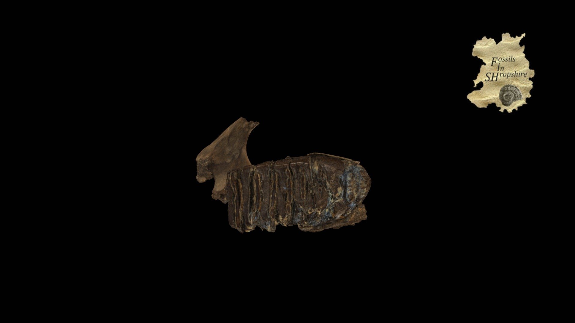 Mammoth - Juvenile tooth