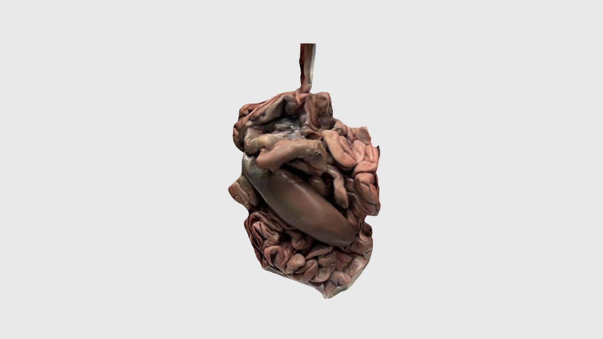 Pig intestines 3 - Download Free 3D model by The Center for Digital ...