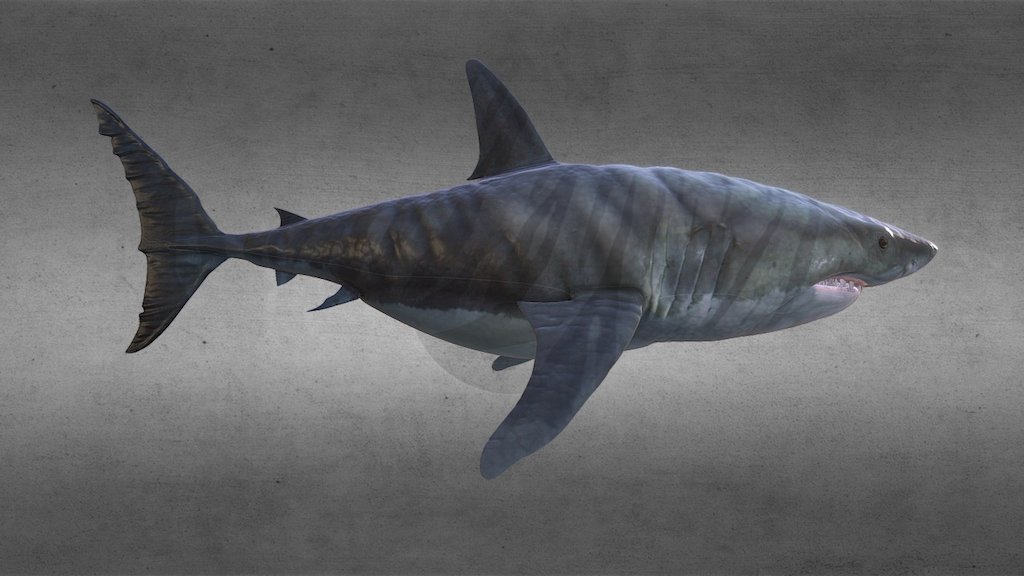 Megalodon Shark - 3D model by 3dsam79 [916fb6e] - Sketchfab