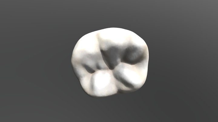 1stmolar 3D Model
