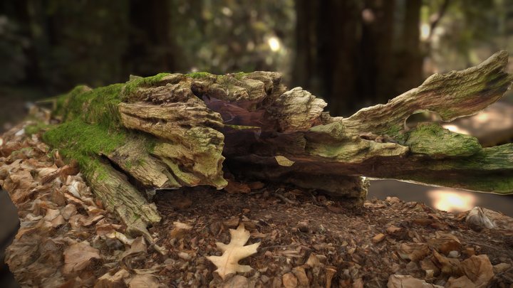Mossy Dead Tree On Forest Ground FREE – Modello 3D gratuito STL
