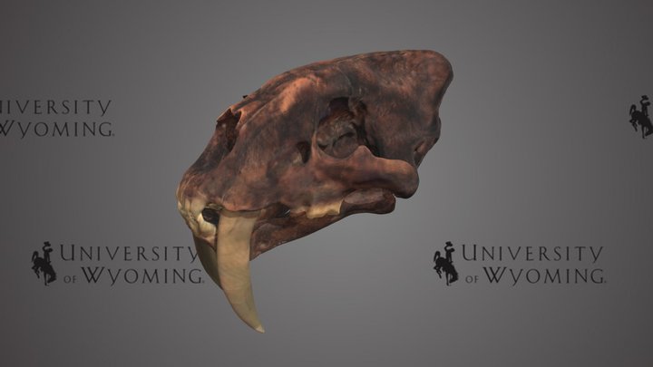 UW 46981 - Smilodon fatalis, Skull and Lower Jaw – Kostenloses 3D-Modell STL