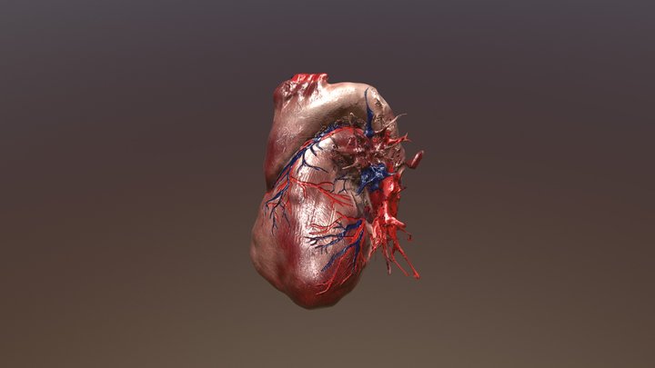 First Heart 3D Model 3D Model