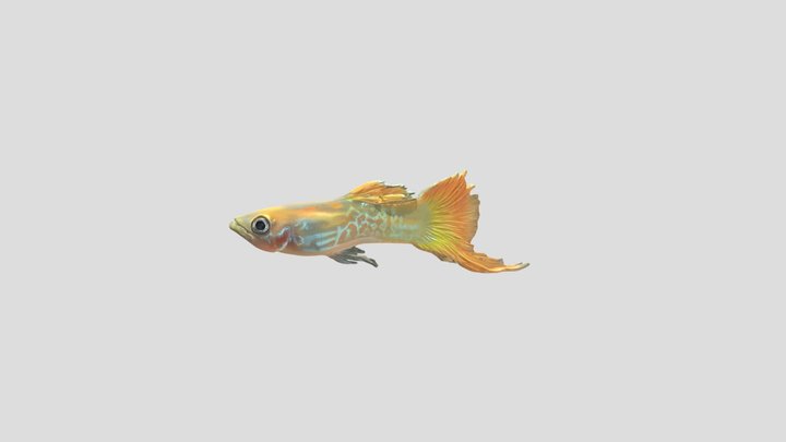 Bottom Sword Tail Guppy Male – Modelo 3D gratuito STL