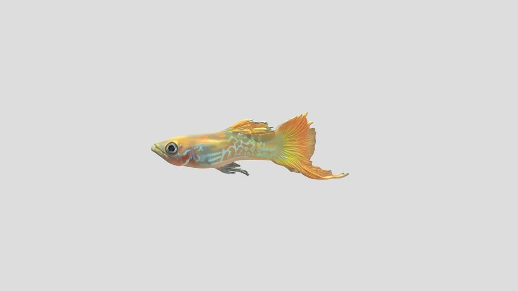Bottom Sword Tail Guppy Male