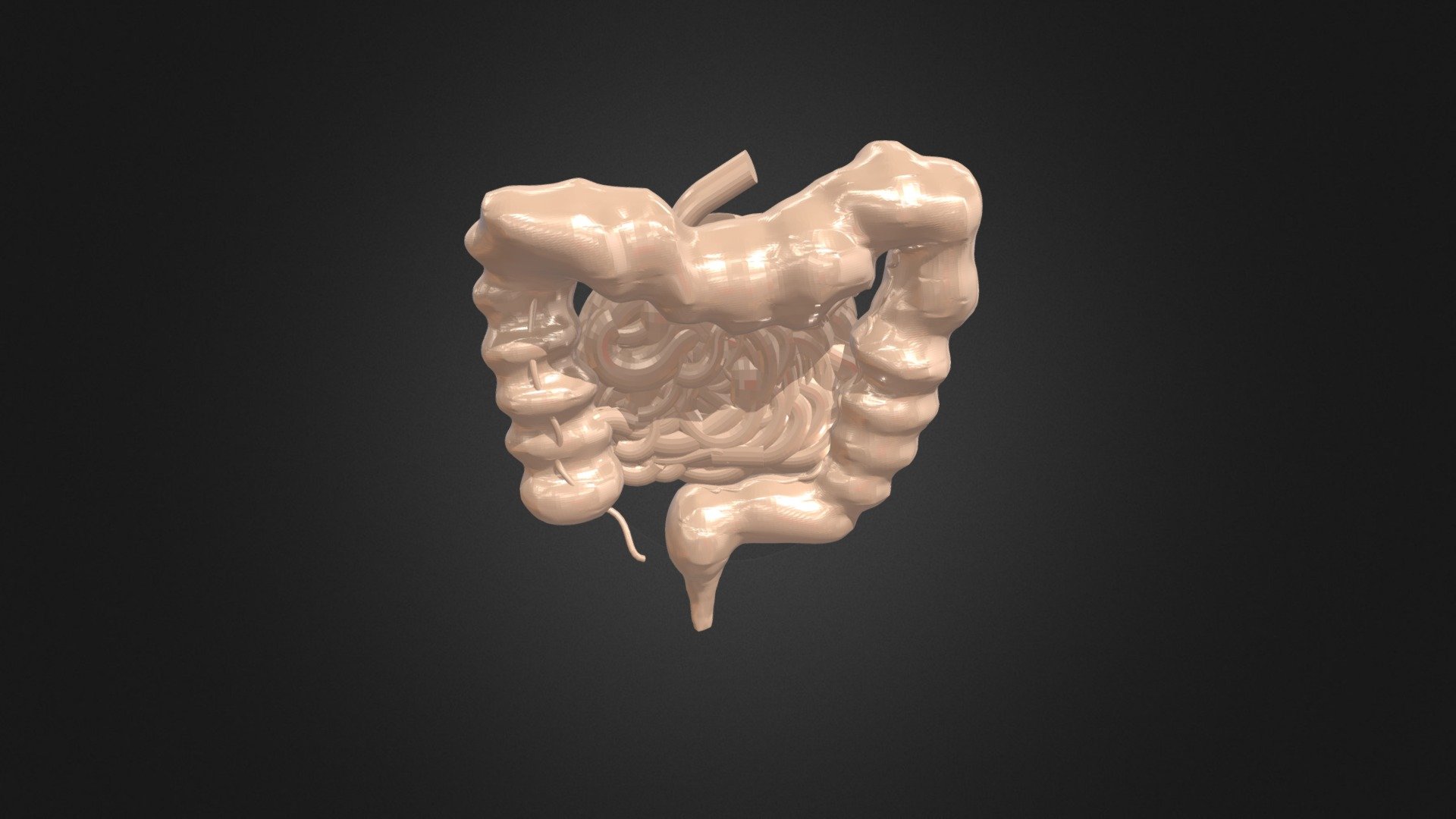 Intestino grueso y delgado
