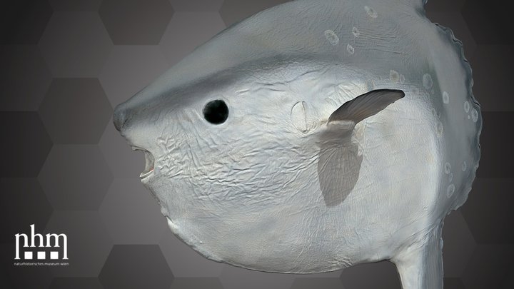 Sunfish 3D models - Sketchfab