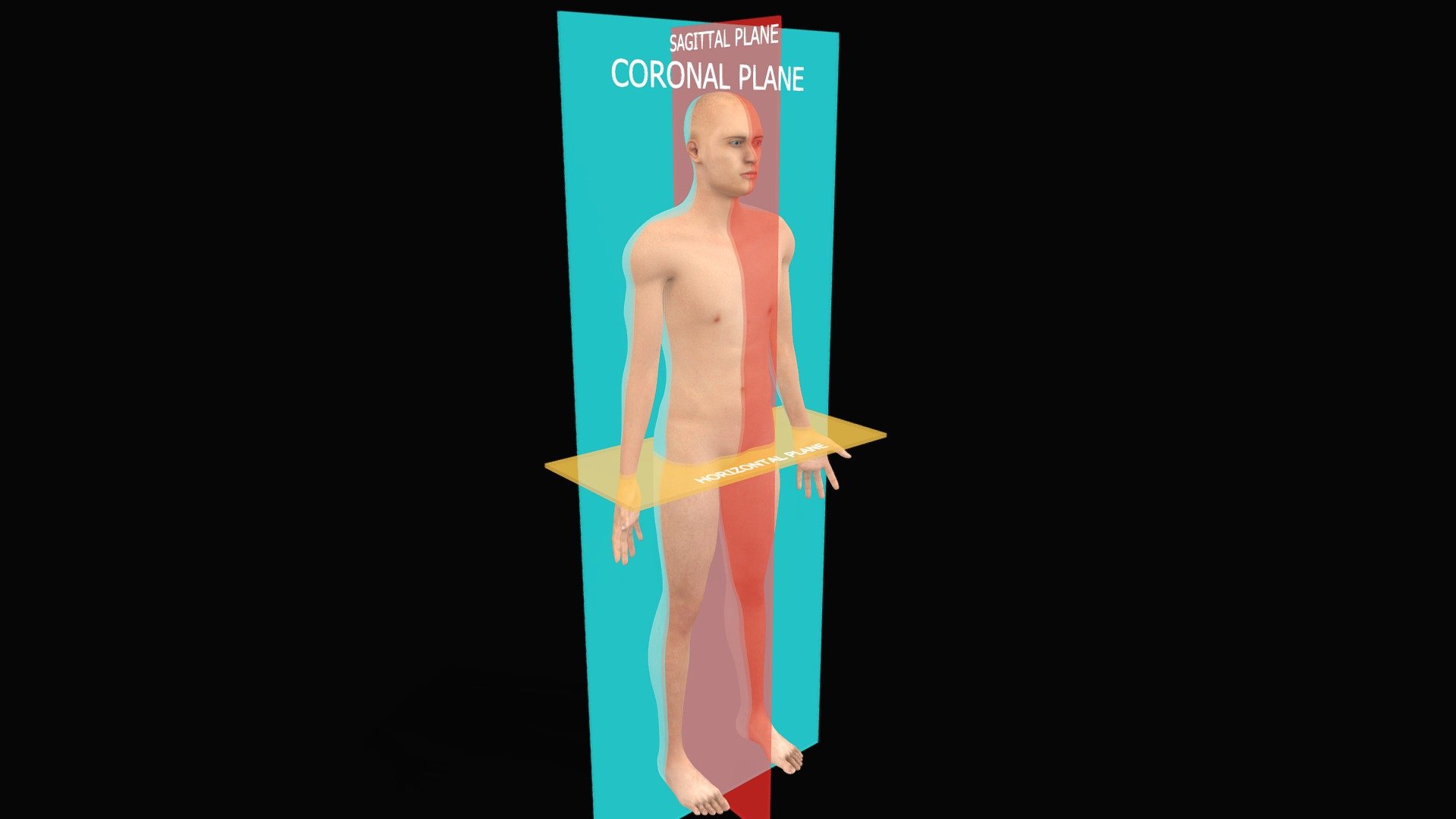 Normal Human Anatomical Planes - Buy Royalty Free 3D model by Anatomy ...