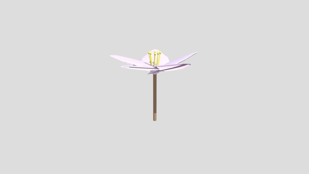 Cherry blossom