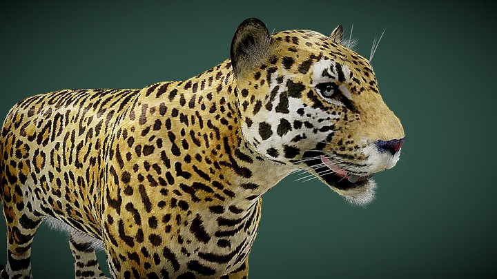 Leopard 3D Model