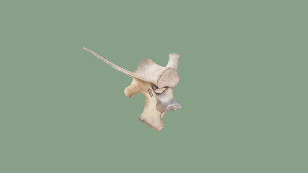 Deer Lumbar Vertebra