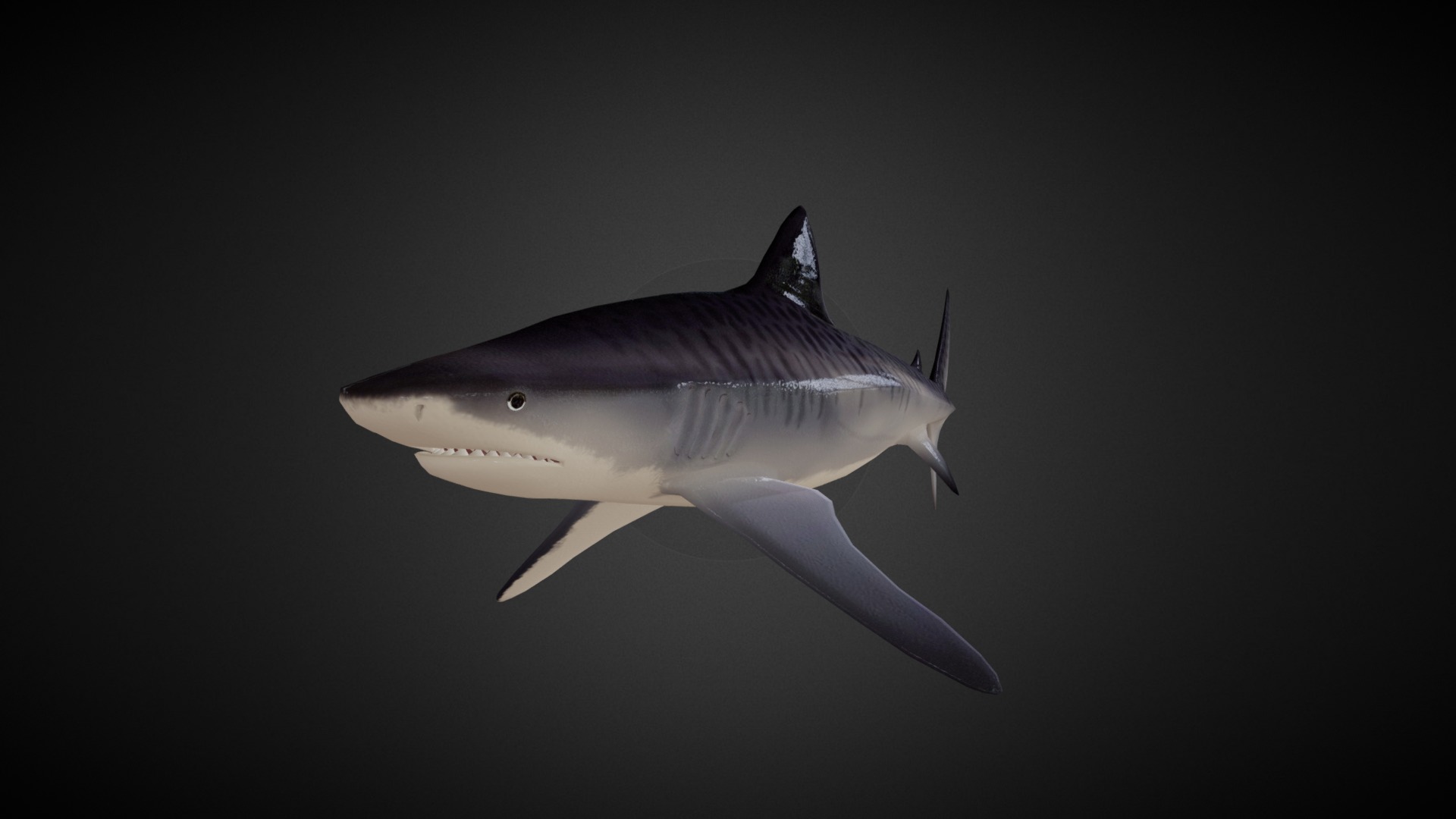 3D model Tiger Shark - This is a 3D model of the Tiger Shark. The 3D model is about a shark swimming in the water.