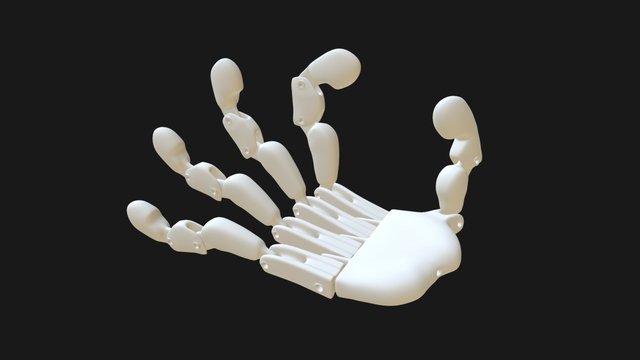 Forearm And Hand 3D Model