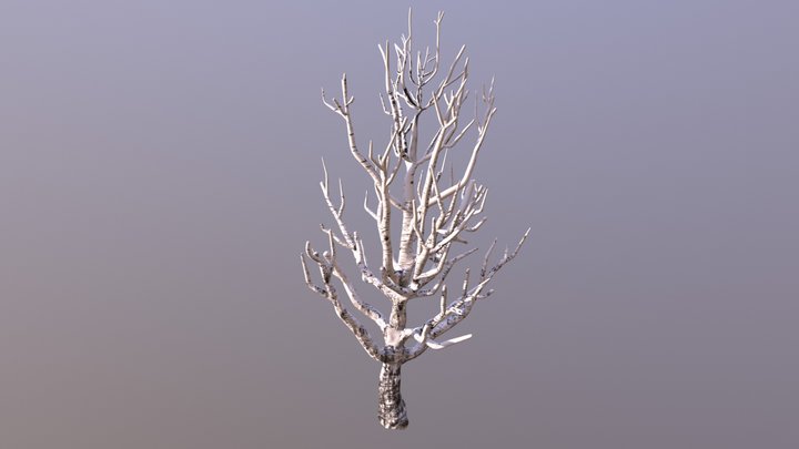 Birch tree - no leaves 3D Model