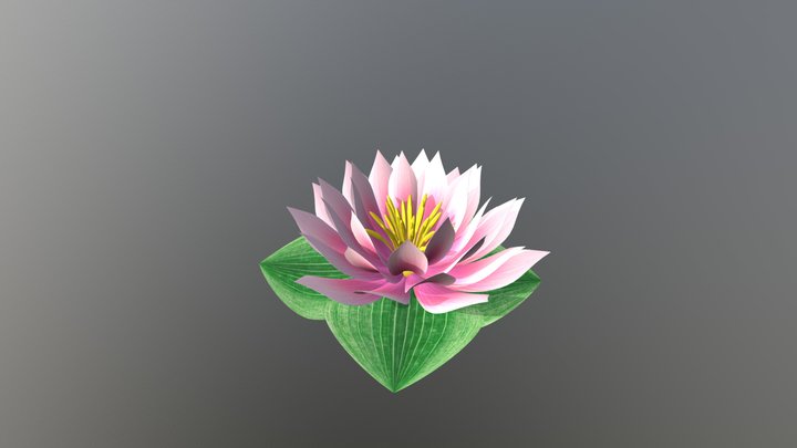 water lily 3D Model