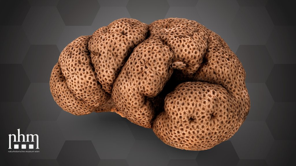Stony coral (NHMW-ZOO-EV-0000222)