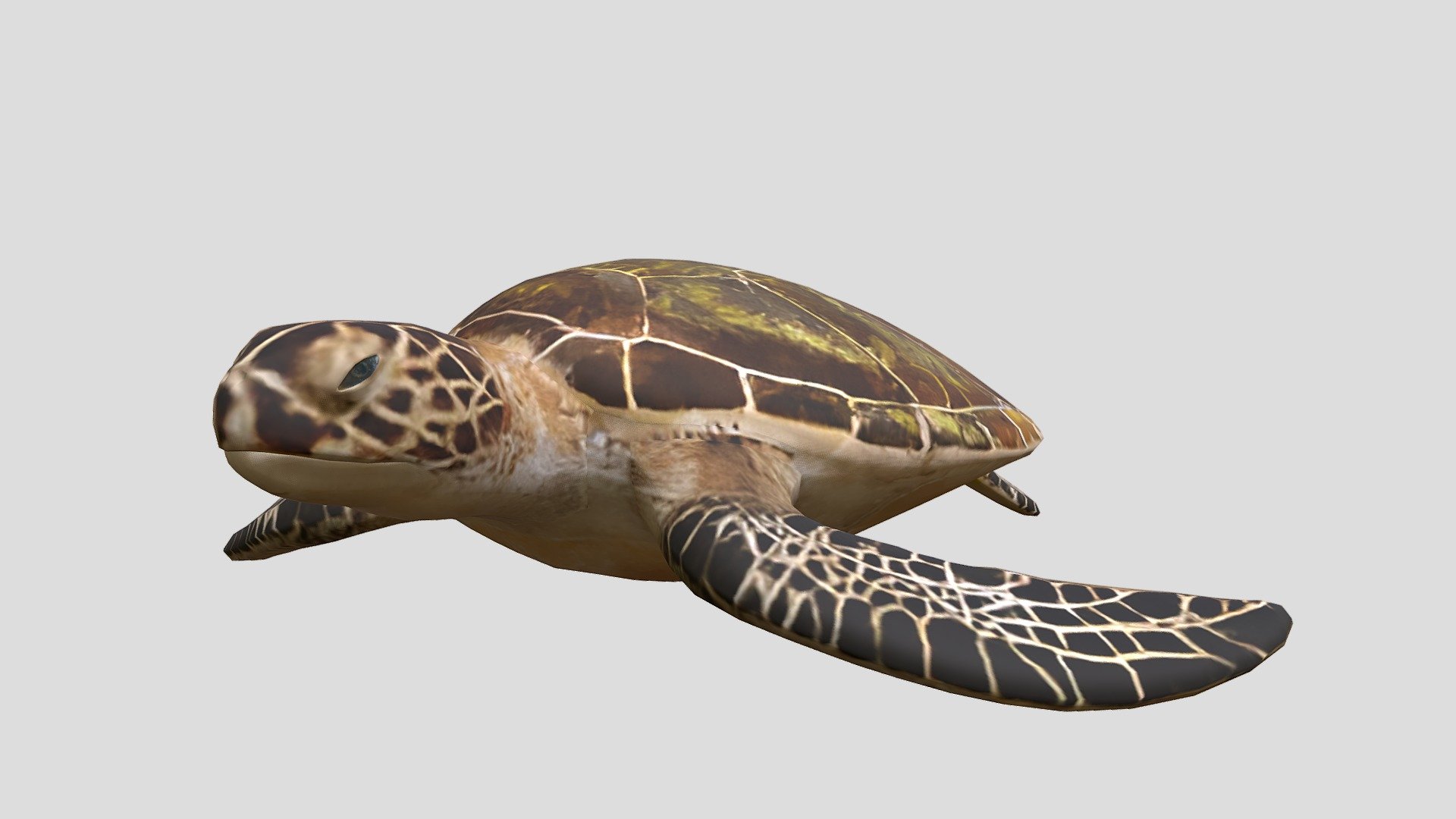 Sea Turtle - Download Free 3D model by kenchoo [919411e] - Sketchfab