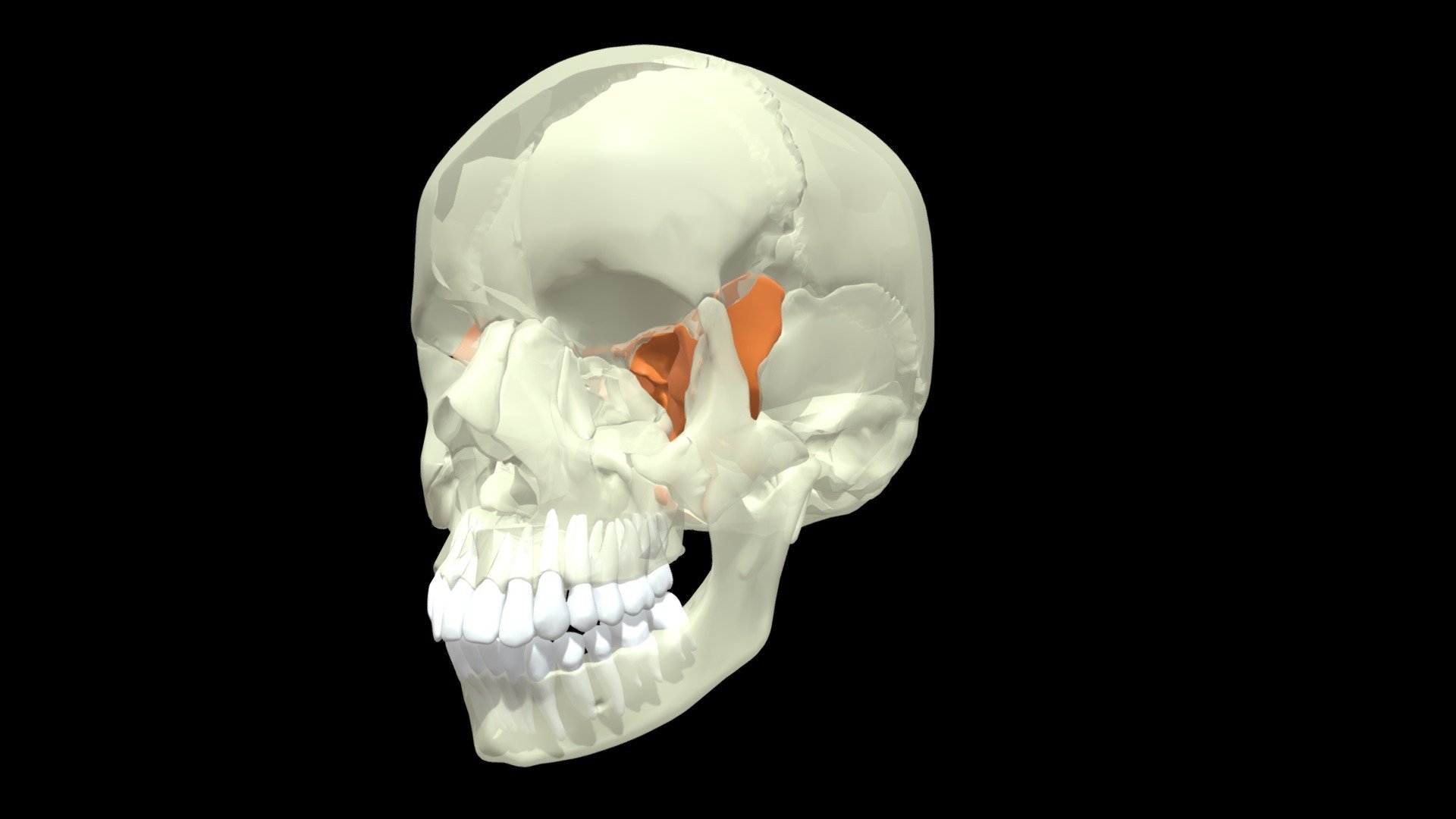 Sphenoid Bone Download Free 3D model by Mary Orczykowski (anatomary