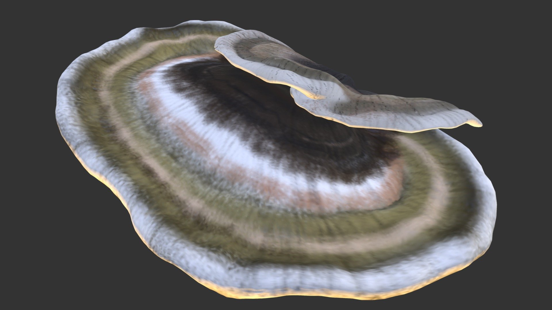 Elfenbankje or Turkey Tail