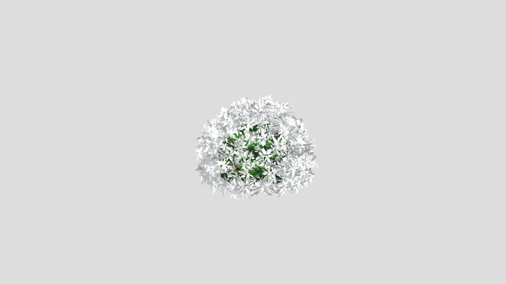 Bush Cornus Alba
