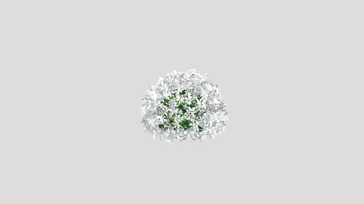 Bush Cornus Alba