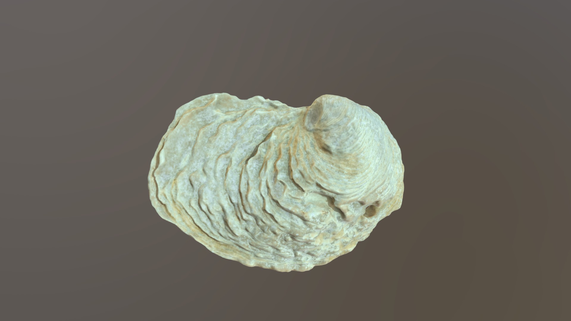 3D model Ilymatogyra arietina (upper valve) - This is a 3D model of the Ilymatogyra arietina (upper valve). The 3D model is about a close-up of a rock.