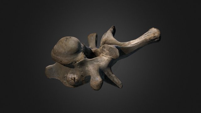 Crocodile TV 02 3D Model