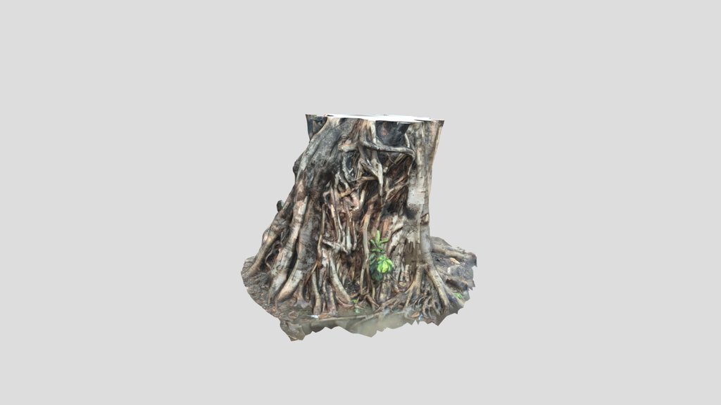 Uprooted Tree Trunk