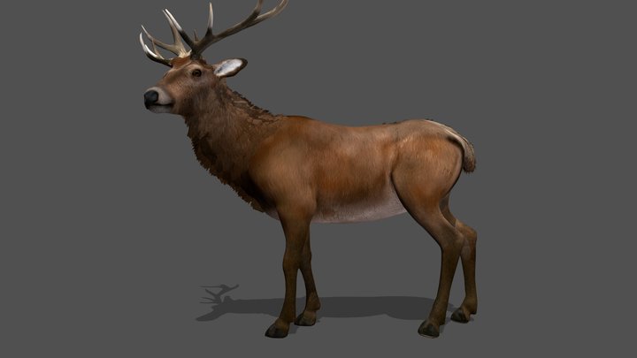 Animated Deer – 3D Animal Model  (Free Download) 3D Model
