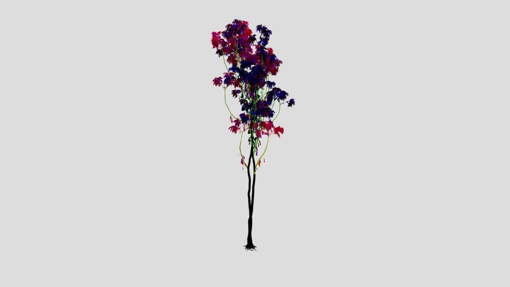 Alii Fig Tall