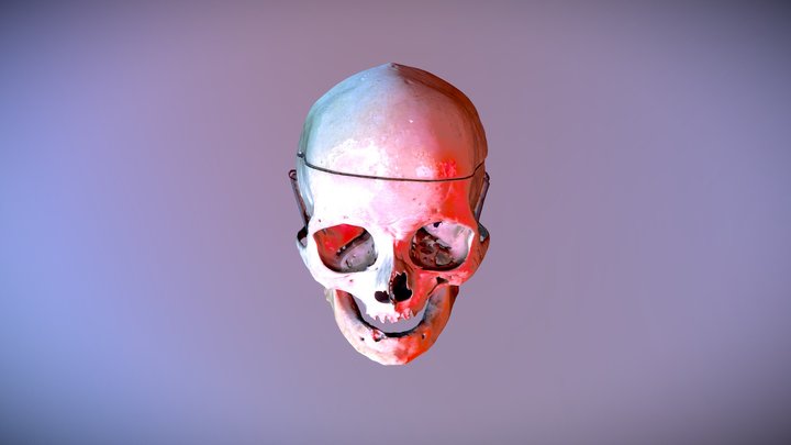 Damaged skull 3D Model